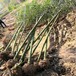 湖南卖竹子、衡阳绿化竹子批发市场、2公分3公分刚竹专卖