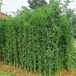 山东青竹基地、菏泽2米3米4米5米6米高青竹苗价格便宜、进来看看