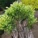  Nursery sells golden leaf privet bulbs and colored leaf trees. Golden leaf privet bulbs are highly ornamental and ball plant base