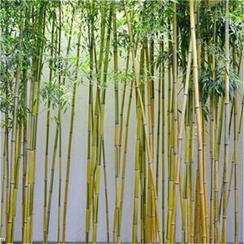 广西绿化竹子批发市场、桂林1公分2公分3公分绿化竹子质优