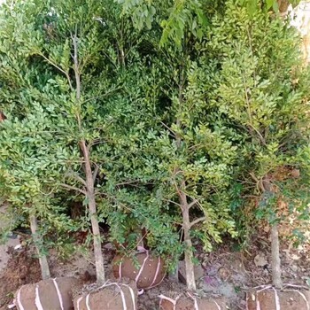 锦瑞黄杨树、1-2-3-4-5公分单杆小叶黄杨树/瓜子黄杨树、现挖现卖