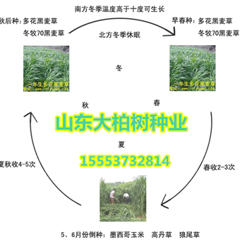 适合养猪的牧草