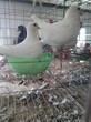 元宝鸽养殖场供应元宝鸽图片