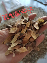 基地五角枫种子产新饱满芽率高图片