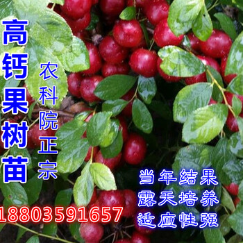 山西農(nóng)大鈣果苗農(nóng)大鈣果樹苗產(chǎn)量高鈣果樹苗價格鈣果苗