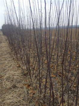 出售嫁接苹果树苗矮化短枝苹果苗红富士苹果树苗