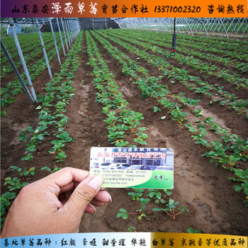 貴州2018年法蘭地草莓苗法蘭地草莓苗到底哪里便宜