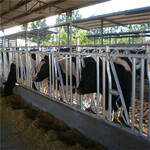 定制各种规格牛颈枷牛卧床牧场基础养牛设备热镀锌牛颈夹尺寸