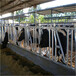 定制各种规格牛颈枷牧场养牛设备牛颈夹加厚