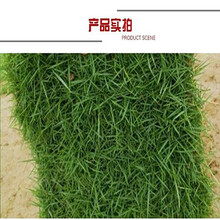 深圳大量出售臺(tái)灣草皮/馬尼拉草坪供應(yīng)商