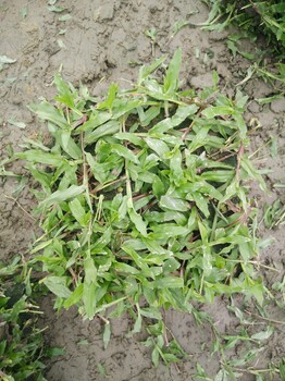 深圳园林绿化大叶油草种植基地批发市场