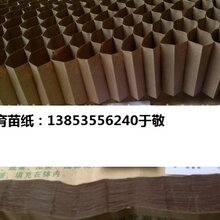 育苗纸蜂窝育苗纸图片
