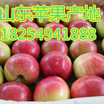 山东苹果产地美八苹果采摘价格