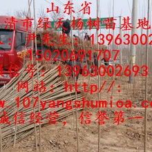 楊樹苗滄州優(yōu)質(zhì)楊樹苗/107楊樹苗