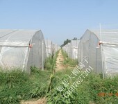 中国河南最大的蝎子养殖基地最新蝎子养殖技术