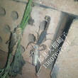 塑料大棚蝎子养殖模式是人工养蝎的最终归宿图片