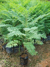 广东惠东蓝花楹种植基地大量三年生60-80公分高蓝花楹小苗直供深圳地区图片