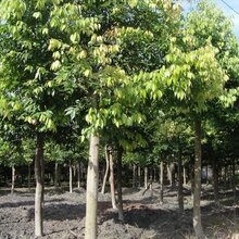 深圳东莞地区旺盛阴香营养杯栽小苗大量阴香假植树苗销售价格优惠图片