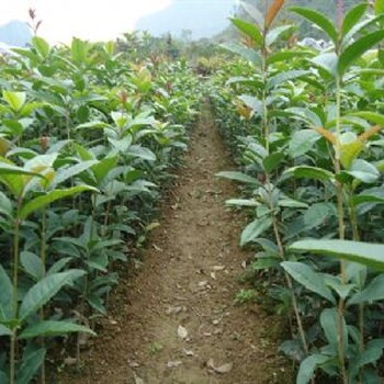 谭公果苗花木场大量桂花苗桂花假植树深圳园林绿化使用