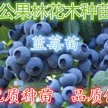广东惠东40-60公分高蓝莓苗,名贵果苗蓝莓袋苗销售图片