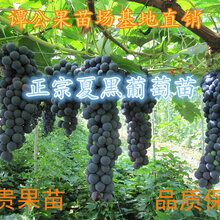 广东惠东大量优质夏黑葡萄苗30-60公分高葡萄小苗营养杯苗销售图片