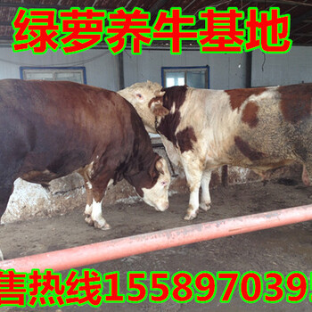 屠宰的肉牛多少钱一斤，商品牛价格