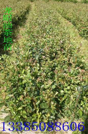 福新苗圃嫁接油茶苗,郴州普通油茶苗价格实惠