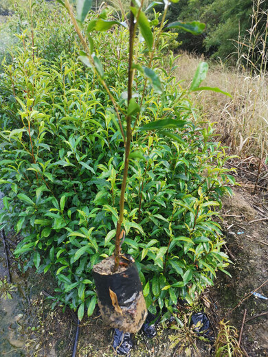 福新苗圃杜英袋苗,唐山热门杜英苗质量可靠