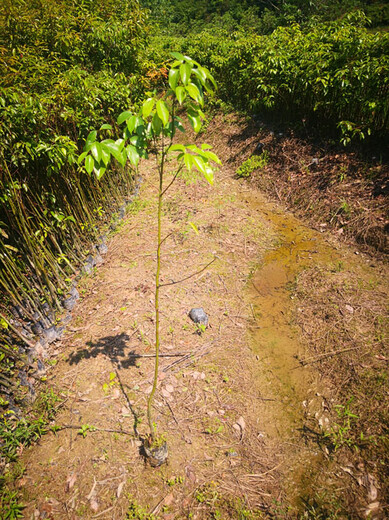 常德香樟容器苗批发代理,香樟苗