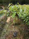 福新苗圃香樟苗,马鞍山香樟容器苗服务周到图片1