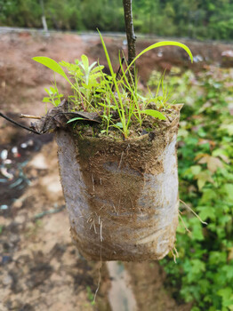 福新苗圃枫香杯苗,清售枫香苗服务