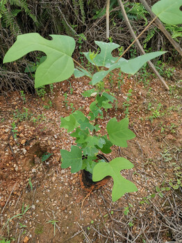 馬褂木袋苗馬褂木無紡布苗馬褂木容器苗