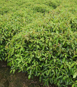 福新苗圃香樟杯苗,通化香樟容器苗厂家