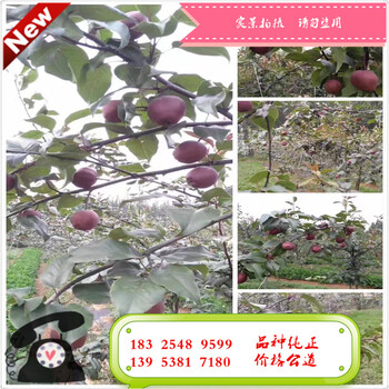 m9t337字根砧矮化苹果树苗m26中间砧苹果树苗价格