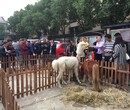 低价租江苏租鹦鹉展览租矮马、租羊驼展示图片