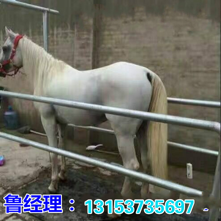 欧洲矮马价格
