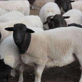 黄石北京绵羊肉多少钱一斤