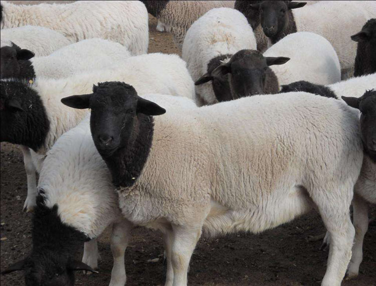 青海湖羊种羊多少钱一斤