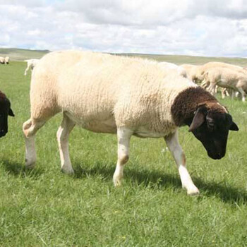 河北国际绵羊毛多少钱一斤