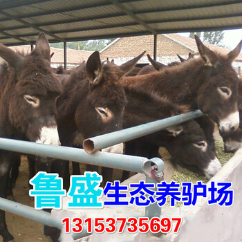建平县大型养驴基地