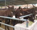 鹤壁市有养驴基地吗