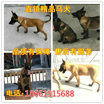 柳州市马犬出售