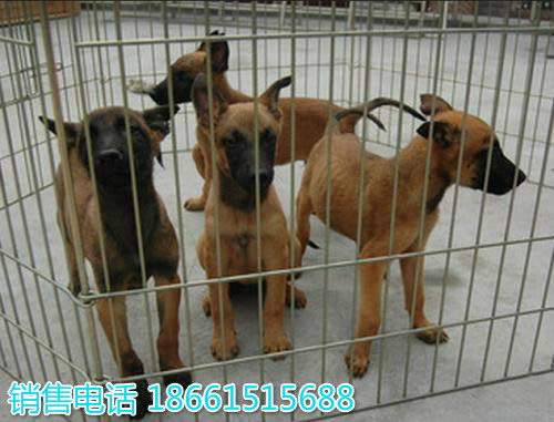 荆州市猎犬养殖场