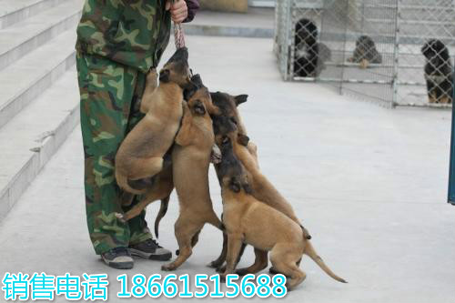安庆市马犬幼犬多少钱一只