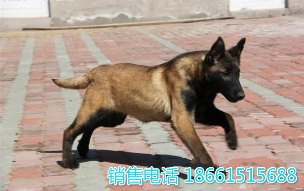 开封市想买只马犬