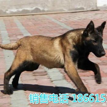 开封市想买只马犬