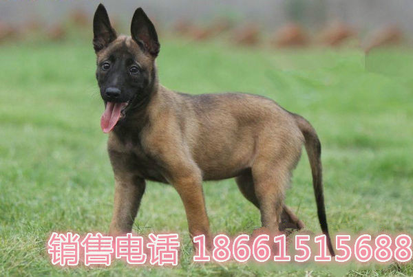 柳州市马犬出售