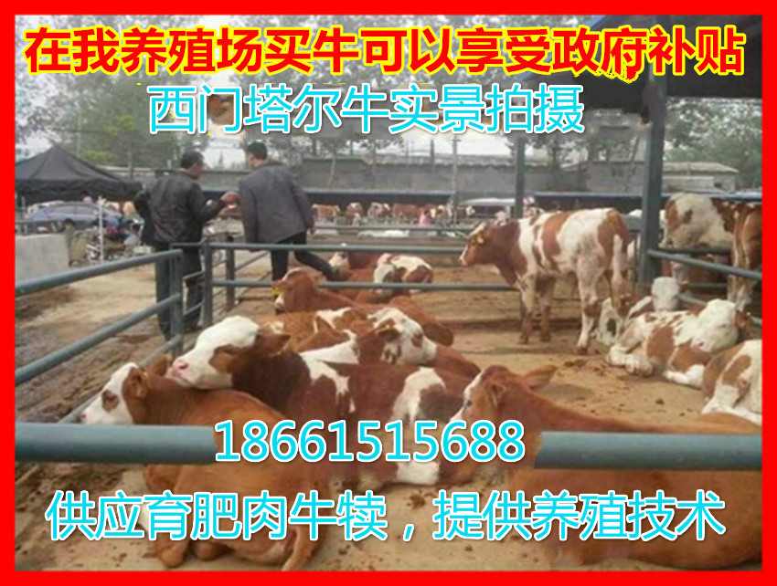 深圳市哪里卖肉食小黄牛