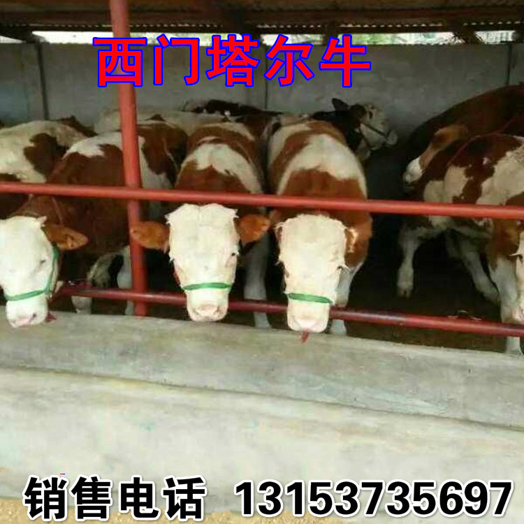 三亚市现在的牛犊多少钱一斤 