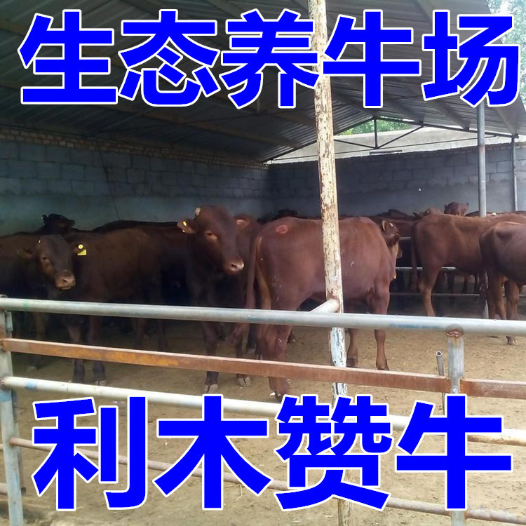 贺州市哪里卖肉食小黄牛